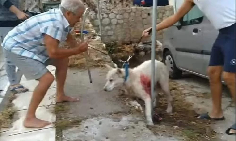 Λίντσαραν τους δράστες για την επίθεση στο σκυλί έξω από τα δικαστήρια Πειραιά
